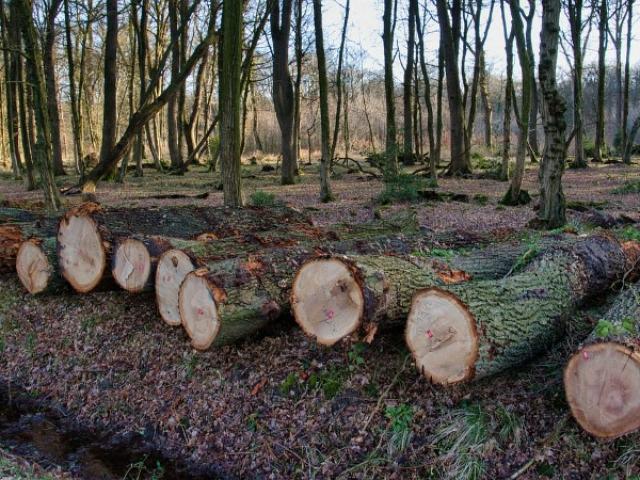 Trafic de bois de chêne pour la Chine : intervention de votre avocat dans les Yvelines